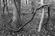 Entwined 31